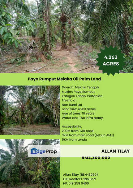 Paya Rumput Melaka Oil Palm Land, Melaka, Melaka Tengah