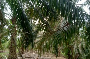 Taman Paya Rumput Bestari
