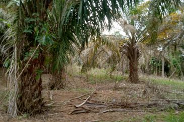 Taman Paya Rumput Bestari