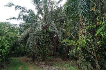 Taman Paya Rumput Bestari