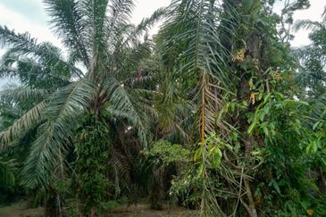 Taman Paya Rumput Bestari