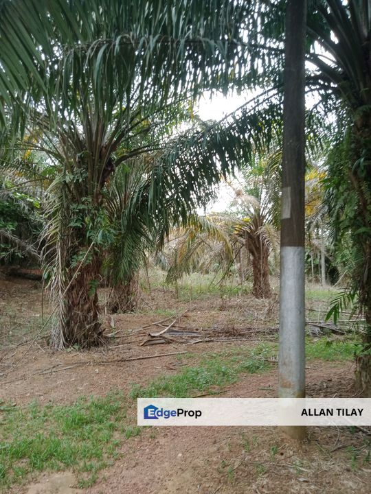 Paya Rumput Melaka Oil Palm Land, Melaka, Melaka Tengah
