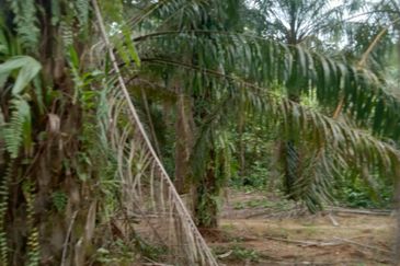 Taman Paya Rumput Bestari