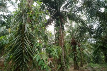 Taman Paya Rumput Bestari