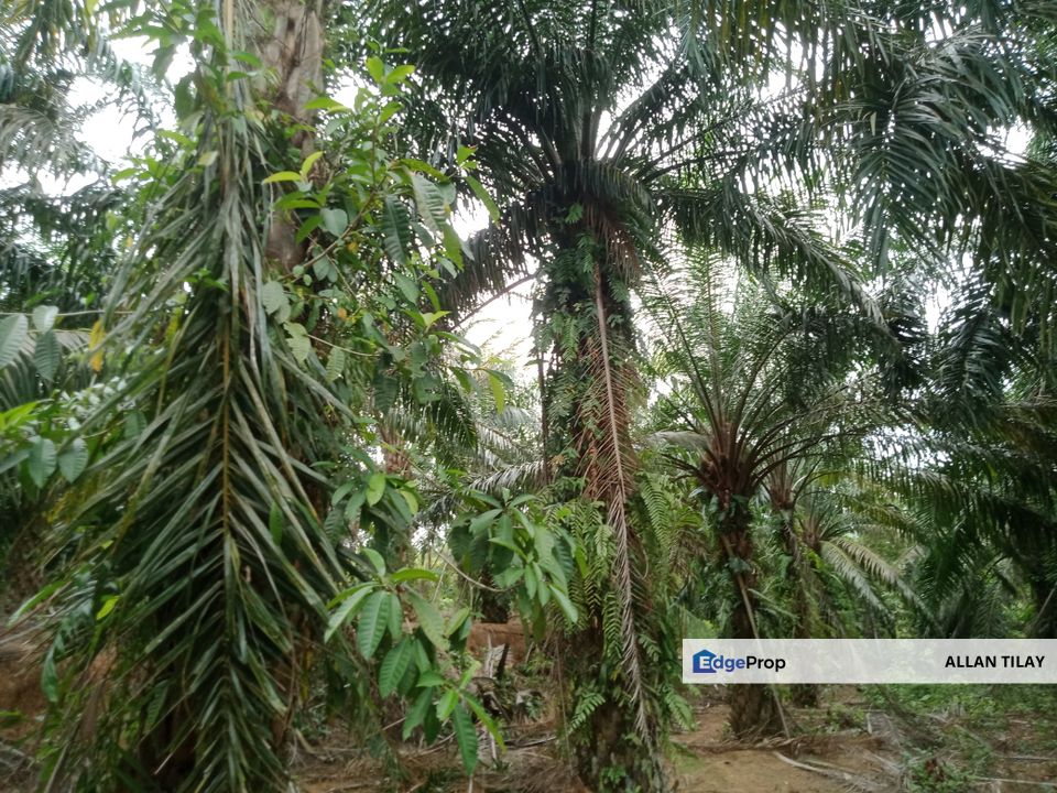 Paya Rumput Melaka Oil Palm Land, Melaka, Melaka Tengah