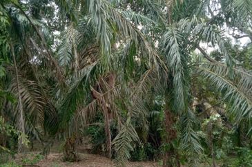Taman Paya Rumput Bestari