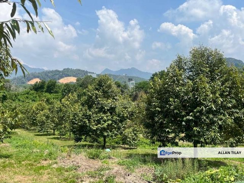 Karak Durian Land , Pahang, Karak