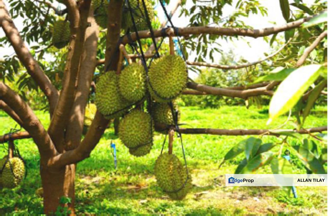 Karak Durian Land , Pahang, Karak