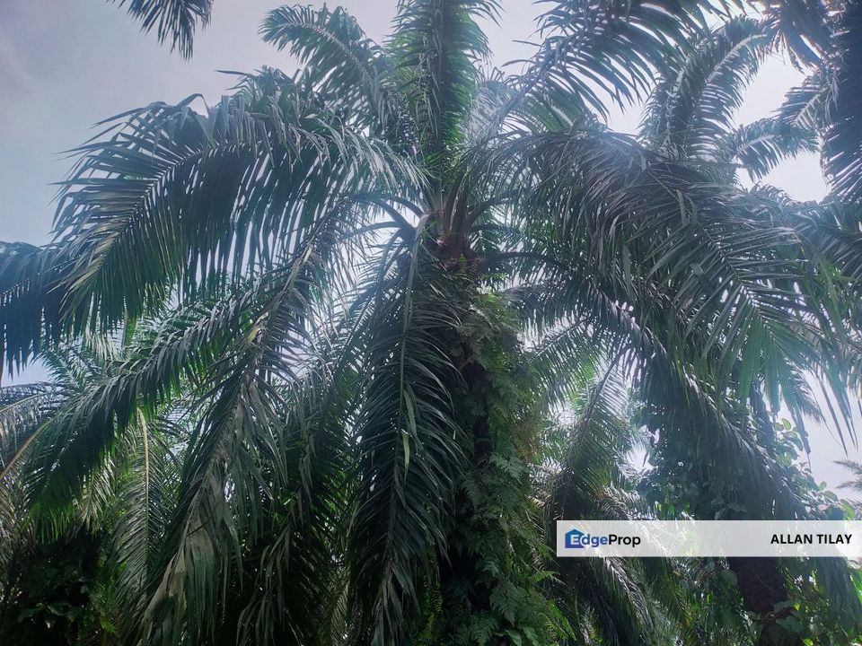Matang Taiping Oil Palm Land, Perak, Taiping
