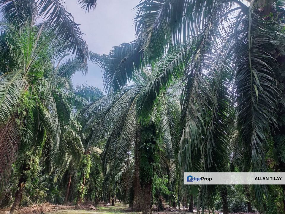 Matang Taiping Oil Palm Land, Perak, Taiping