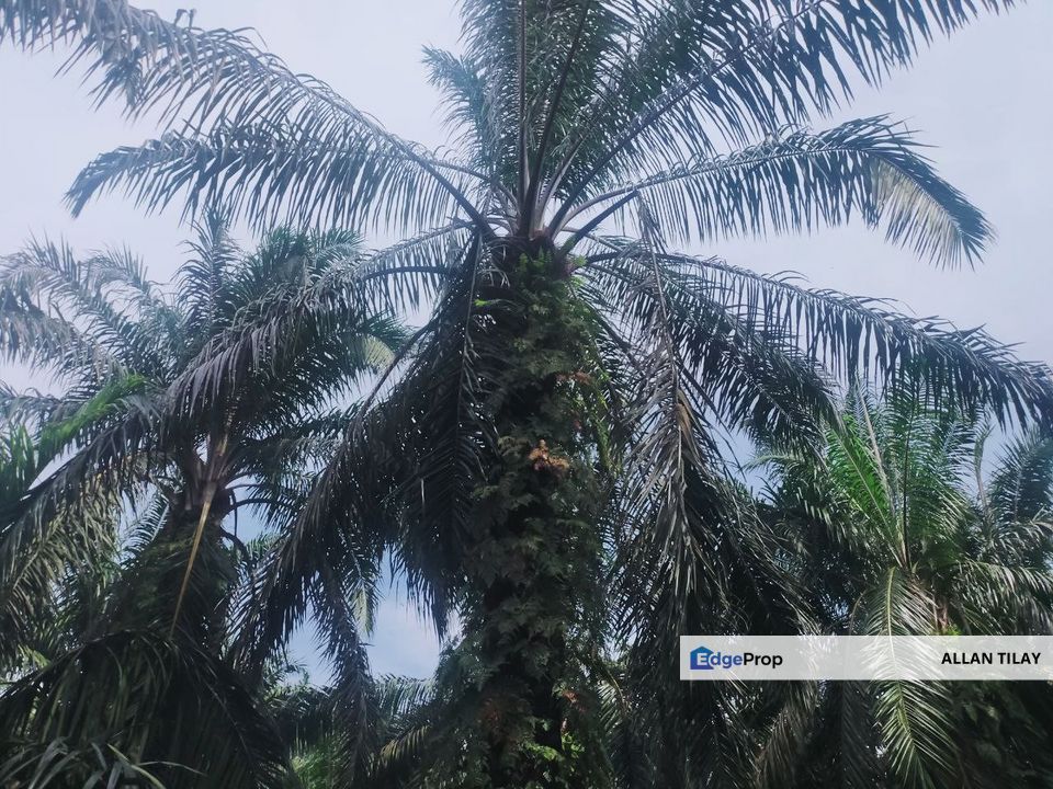 Matang Taiping Oil Palm Land, Perak, Taiping