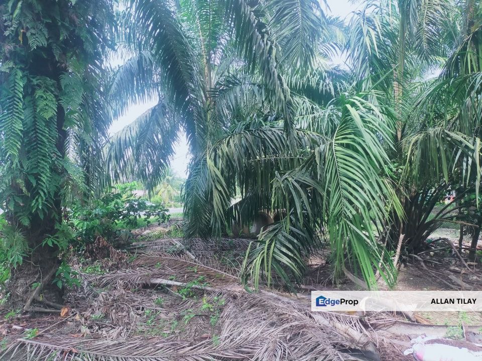Matang Taiping Oil Palm Land, Perak, Taiping