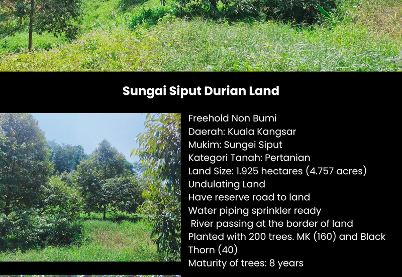 Sungai Siput