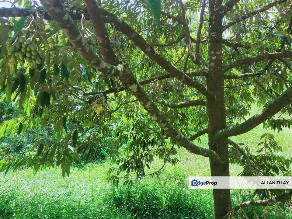 Sungai Siput Durian Land, Perak, Kuala Kangsar