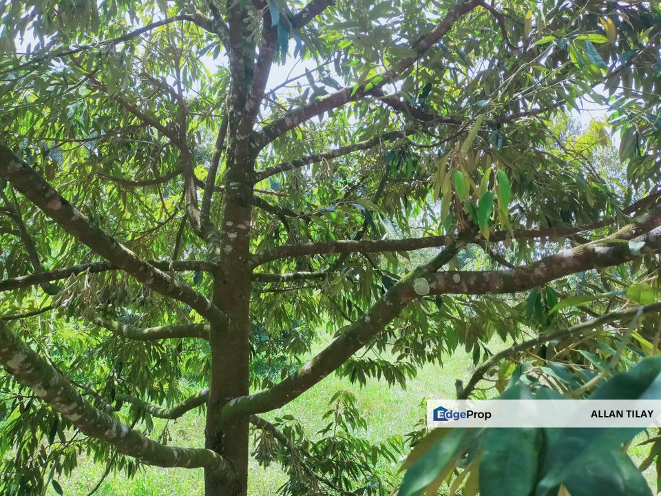 Sungai Siput Durian Land, Perak, Kuala Kangsar