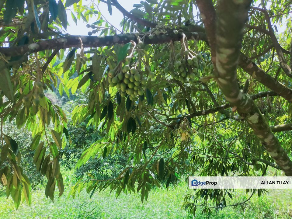 Sungai Siput Durian Land, Perak, Kuala Kangsar