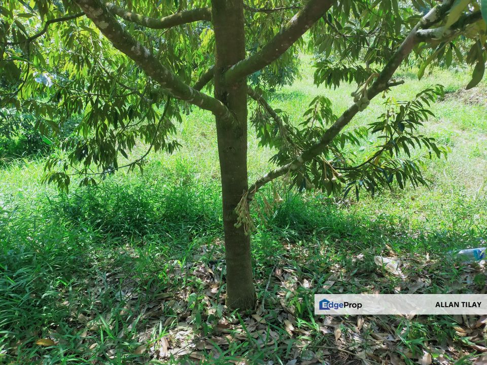 Sungai Siput Durian Land, Perak, Kuala Kangsar