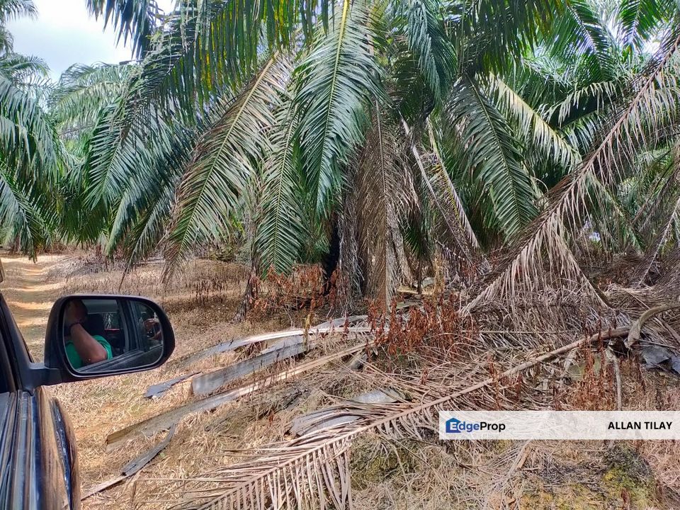 Pasir Panjang Oil Palm Plantation , Negeri Sembilan, Port Dickson