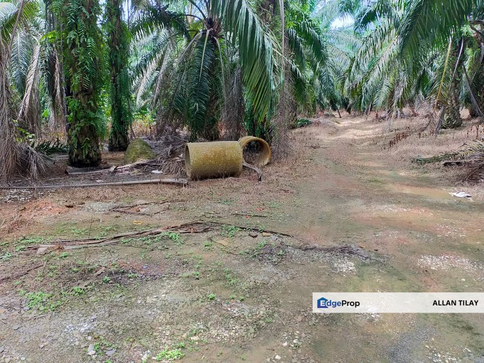 Pasir Panjang Oil Palm Plantation , Negeri Sembilan, Port Dickson