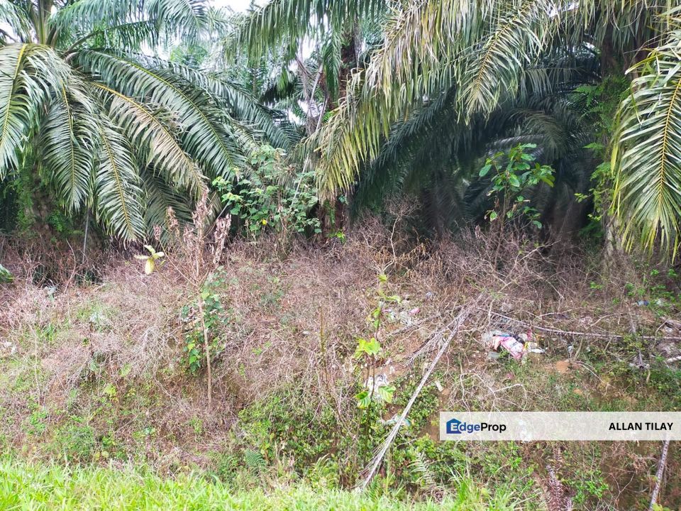 Pasir Panjang Oil Palm Plantation , Negeri Sembilan, Port Dickson