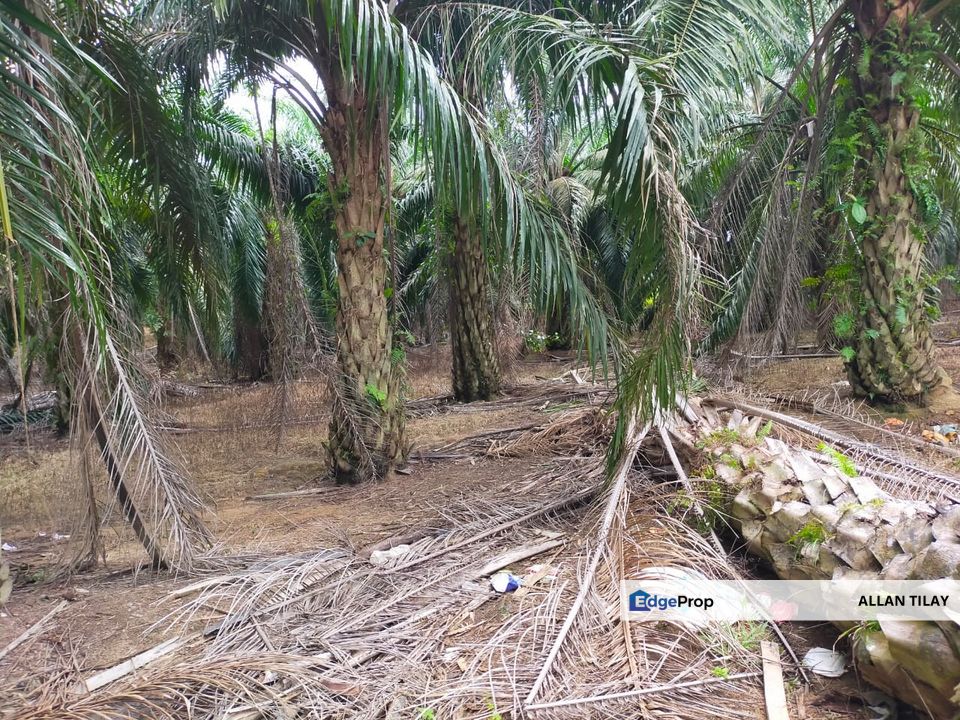 Pasir Panjang Oil Palm Plantation , Negeri Sembilan, Port Dickson