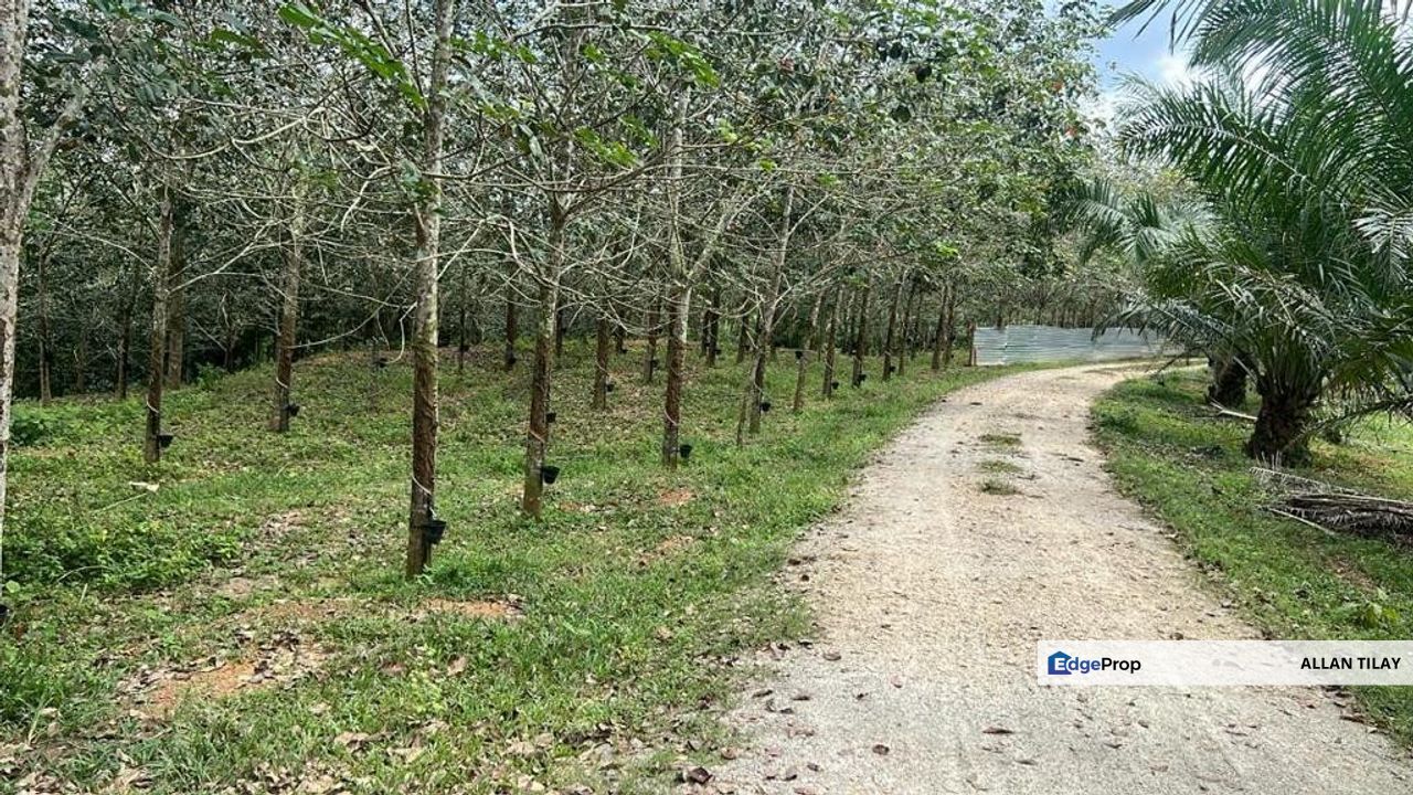 Jasin Nyalas Rubber Plantation, Melaka, Jasin