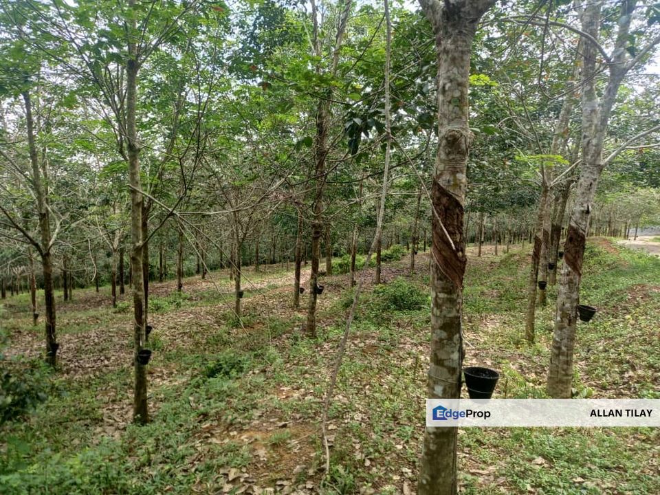 Jasin Nyalas Rubber Plantation, Melaka, Jasin