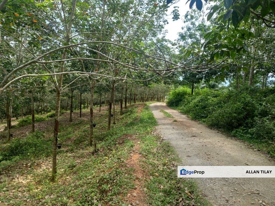 Jasin Nyalas Rubber Plantation, Melaka, Jasin