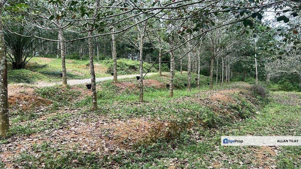 Jasin Nyalas Rubber Plantation, Melaka, Jasin