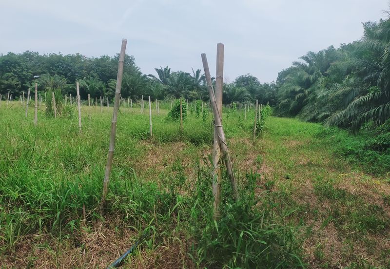 Telok Panglima Garang