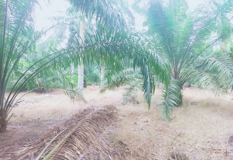 Telok Panglima Garang