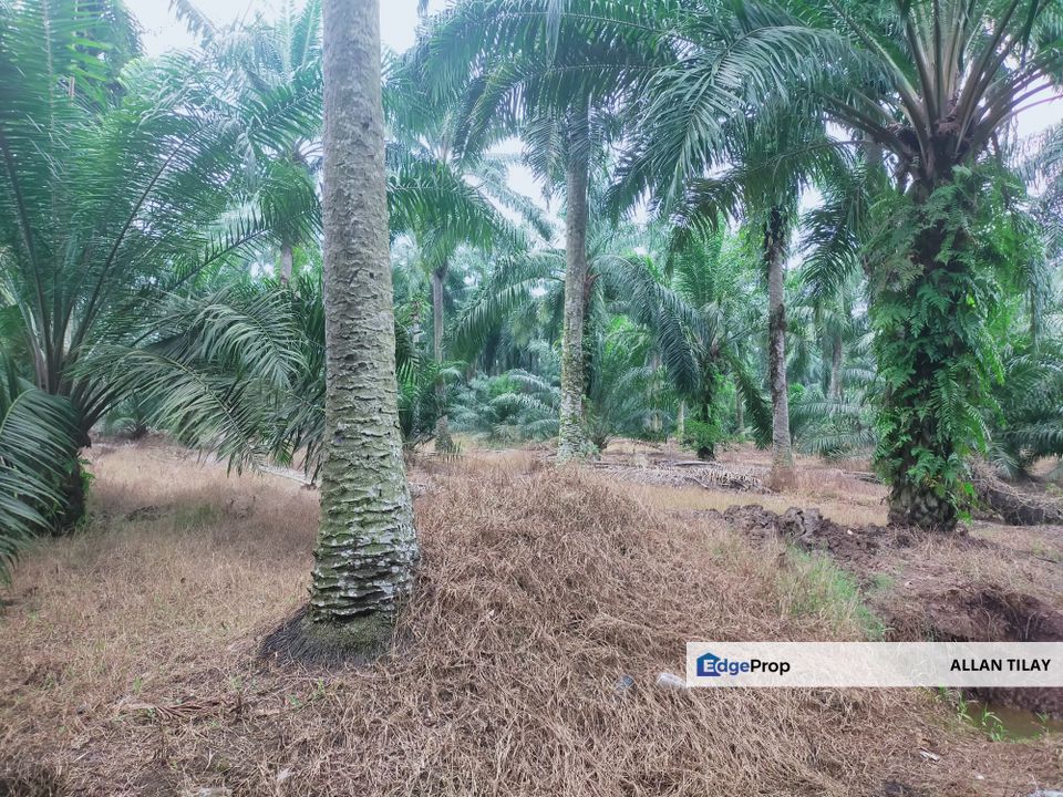 Telok Mengkuang Industrial Zoning Land, Selangor, Kuala Langat