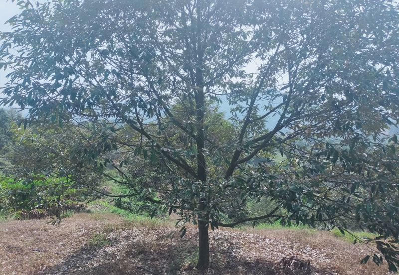 Kerling Industrial Land