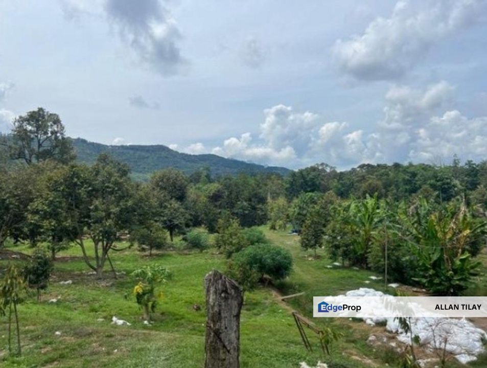 Karak Durian Plantation, Pahang, Karak