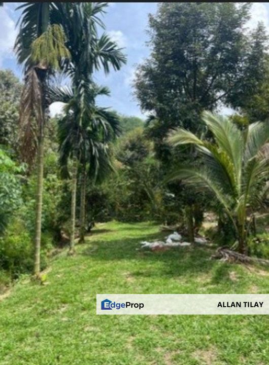 Karak Durian Plantation, Pahang, Karak