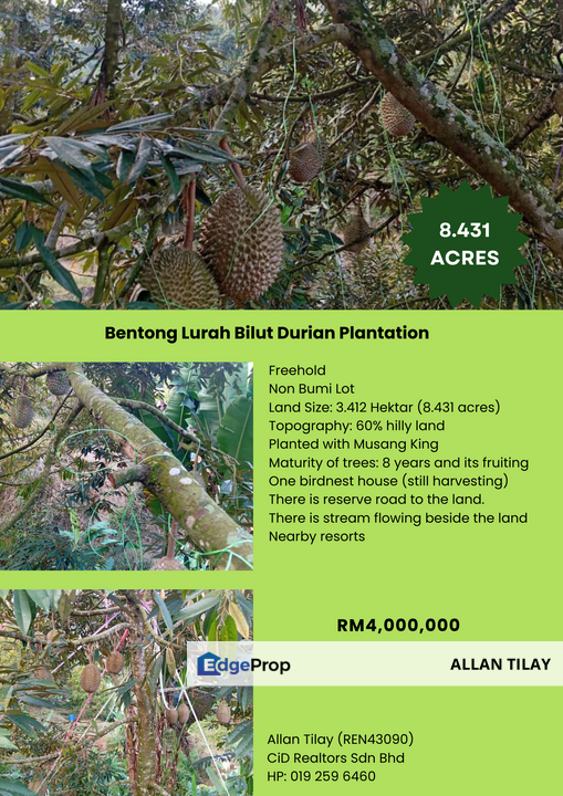 Bentong Lurah Bilut Durian Plantation, Pahang, Bentong