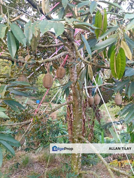 Bentong Lurah Bilut Durian Plantation, Pahang, Bentong