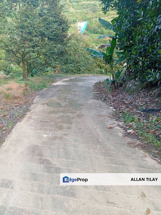 Bentong Lurah Bilut Durian Plantation, Pahang, Bentong