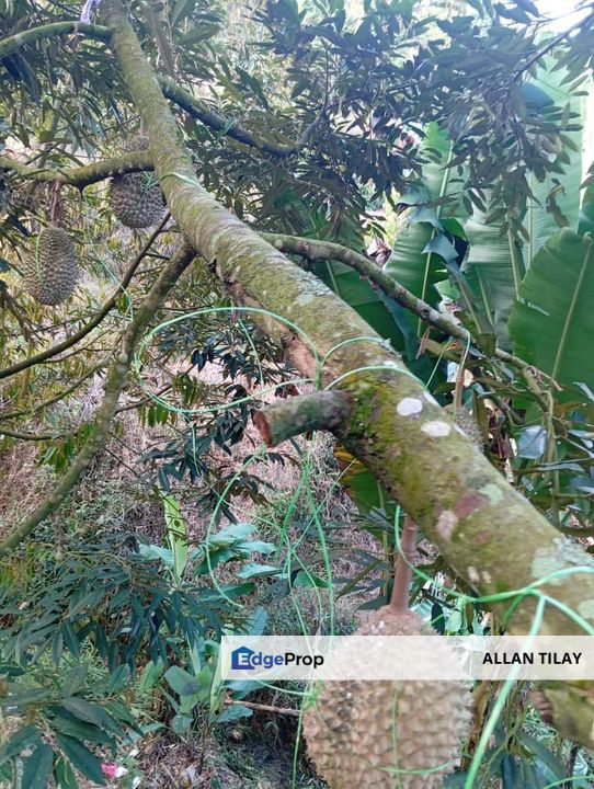 Bentong Lurah Bilut Durian Plantation, Pahang, Bentong