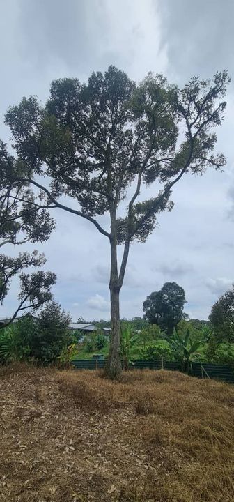Karak Chinta Manis Durian Land, Pahang, Karak