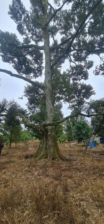 Karak Chinta Manis Durian Land, Pahang, Karak
