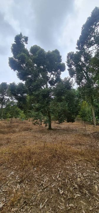 Karak Chinta Manis Durian Land, Pahang, Karak