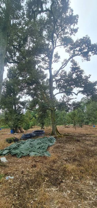 Karak Chinta Manis Durian Land, Pahang, Karak