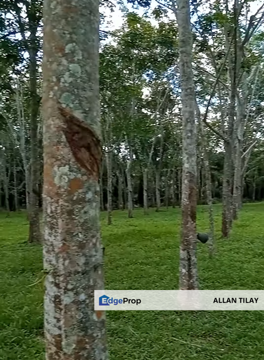 Segamat Rubber Plantation, Johor, Segamat