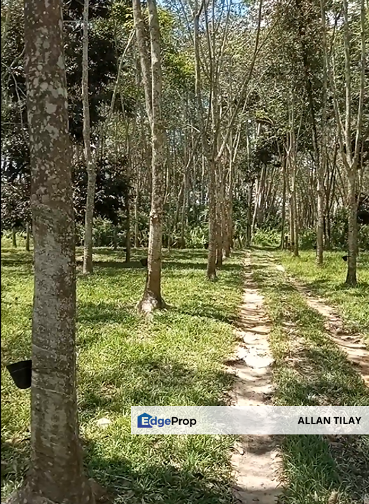 Segamat Rubber Plantation, Johor, Segamat