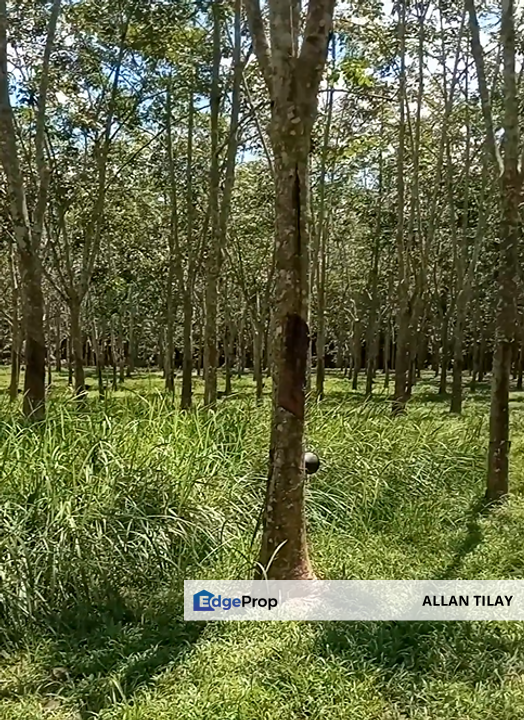 Segamat Rubber Plantation, Johor, Segamat