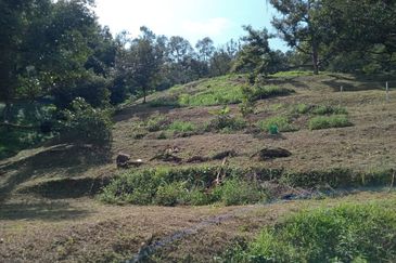Bentong Batu 6 Jalan Kuala Lumpur Agricultural Land