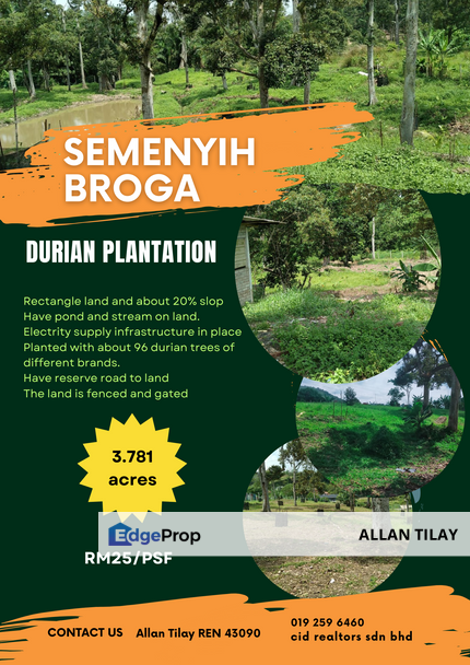 Semenyih Broga Durian Plantation, Selangor, Semenyih