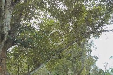 Raub Sungai Chetang Dusun Land