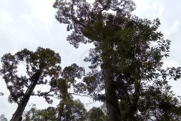 Raub Sungai Chetang Dusun Land